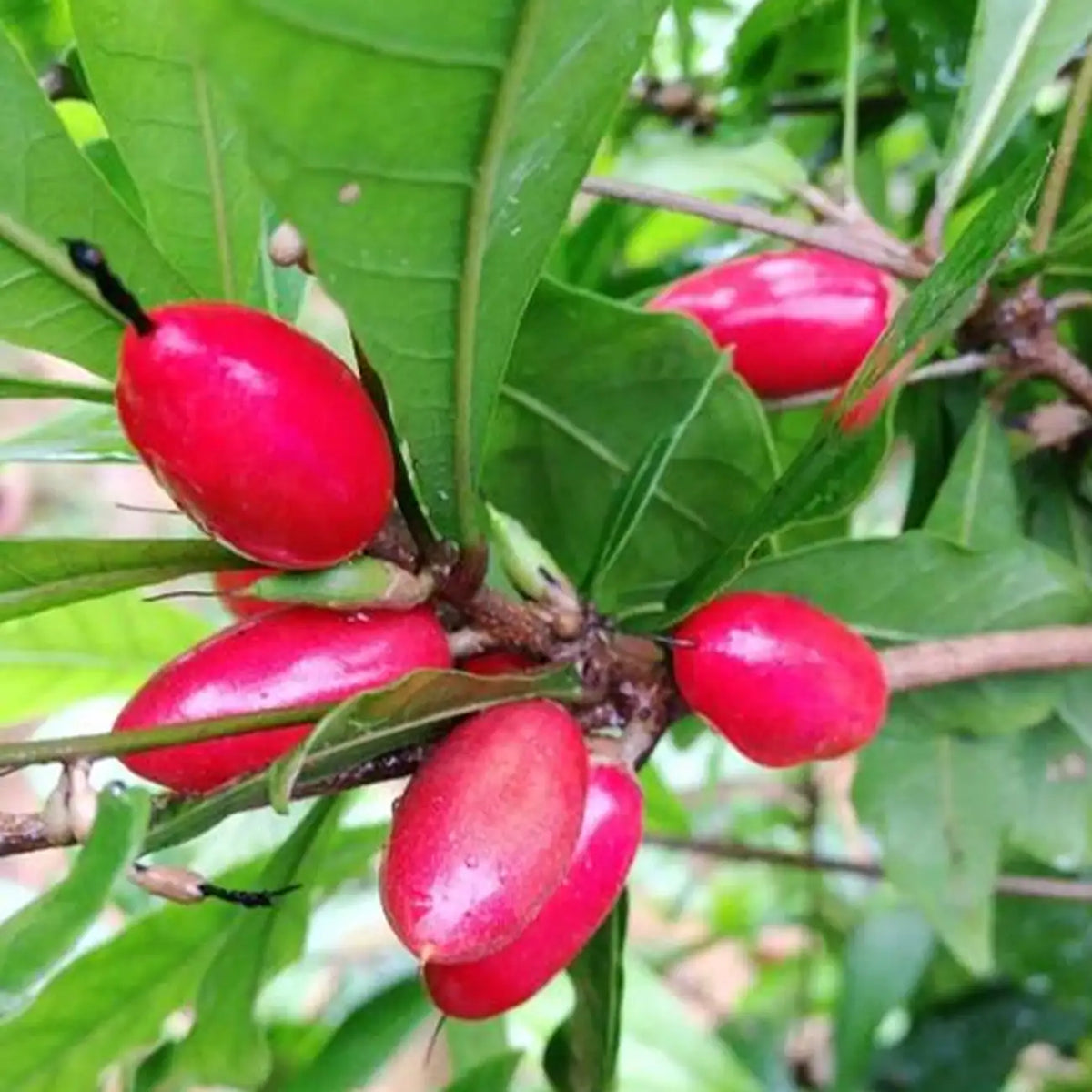 Miracle Fruit Seeds (Synsepalum dulcificum)