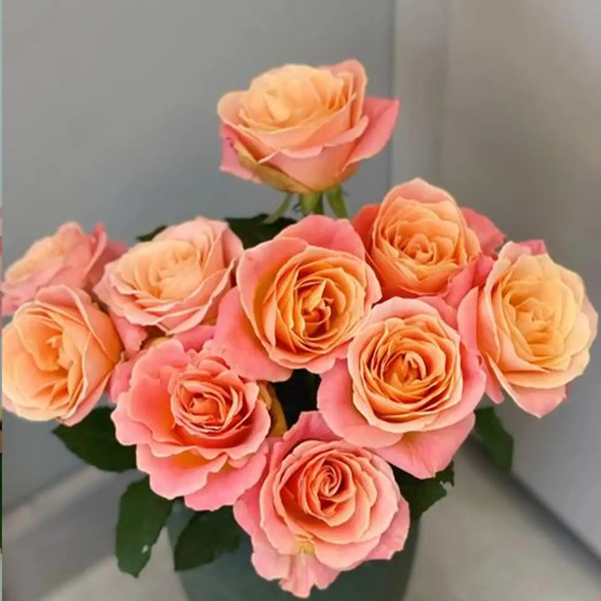 Miss Piggy Rose Seeds