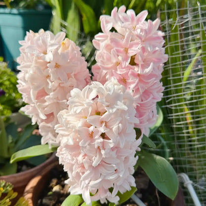 Mixed Color Hyacinth Seeds
