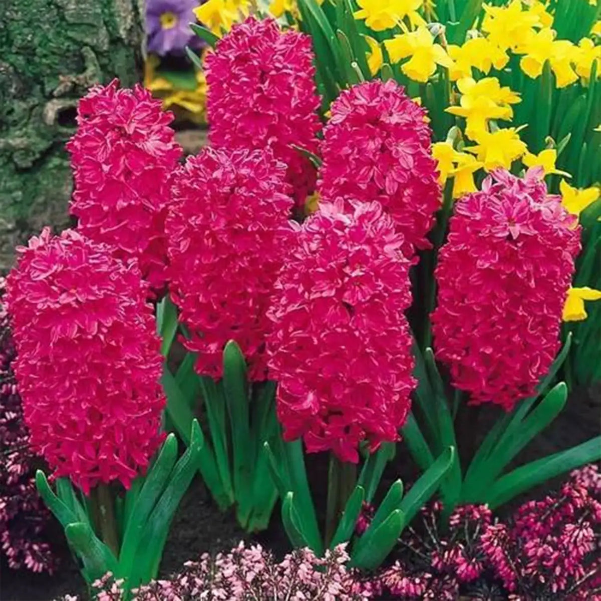 Mixed Color Hyacinth Seeds