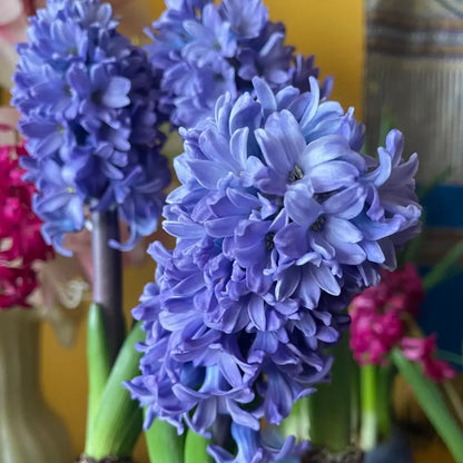 Mixed Color Hyacinth Seeds