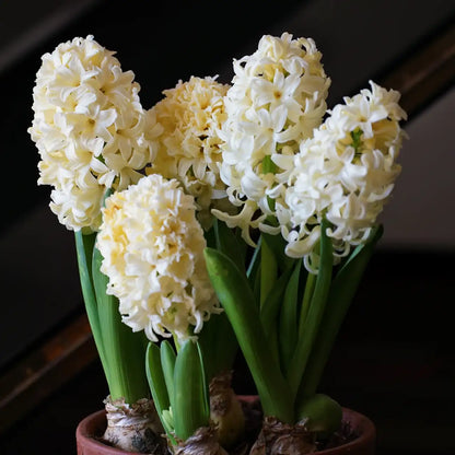 Mixed Color Hyacinth Seeds