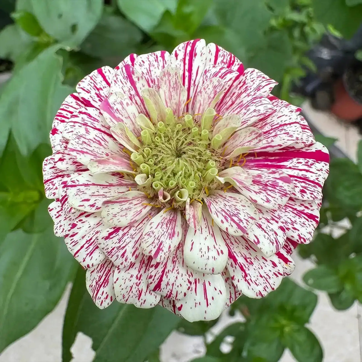 Zinnias Seeds- Candy Cane