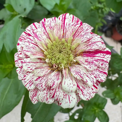 Zinnias Seeds- Candy Cane