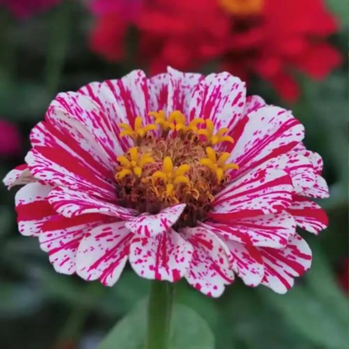 Mixed Zinnias Seeds - Pink & Red Candy Stripe