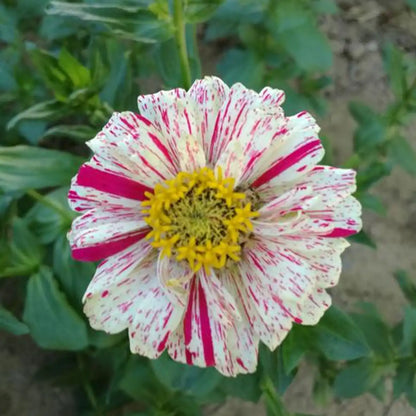 Zinnias Seeds- Candy Cane