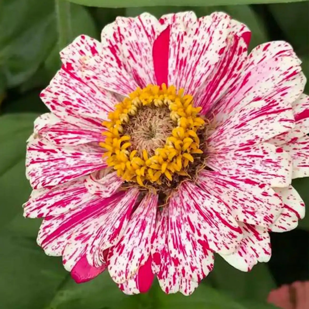 Mixed Zinnias Seeds - Cherry & Cream