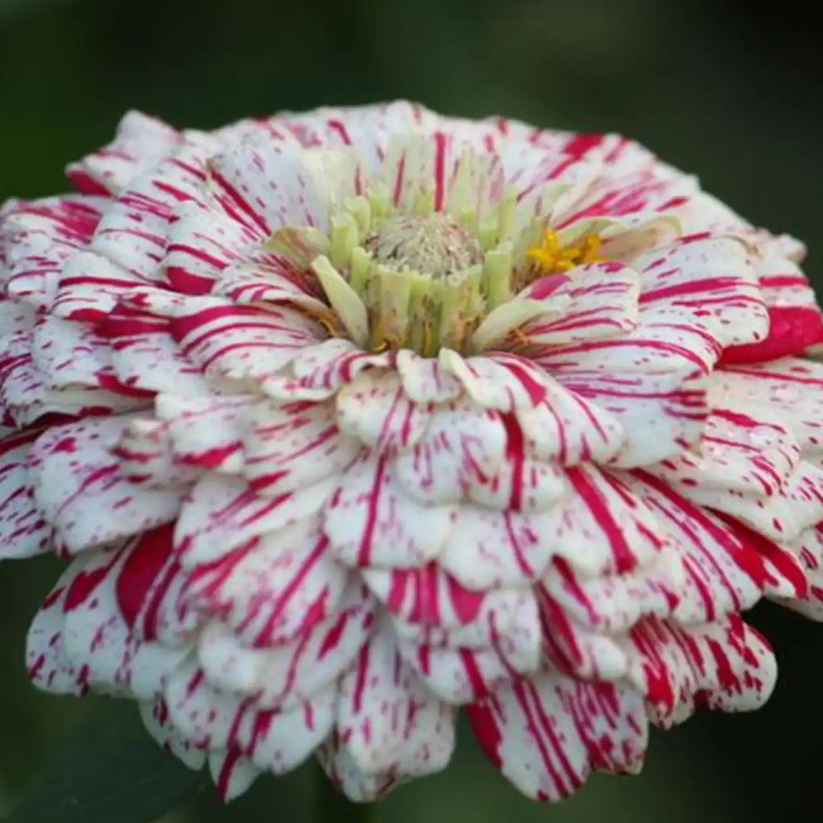 Zinnias Seeds- Candy Cane