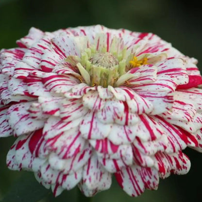 Zinnias Seeds- Candy Cane