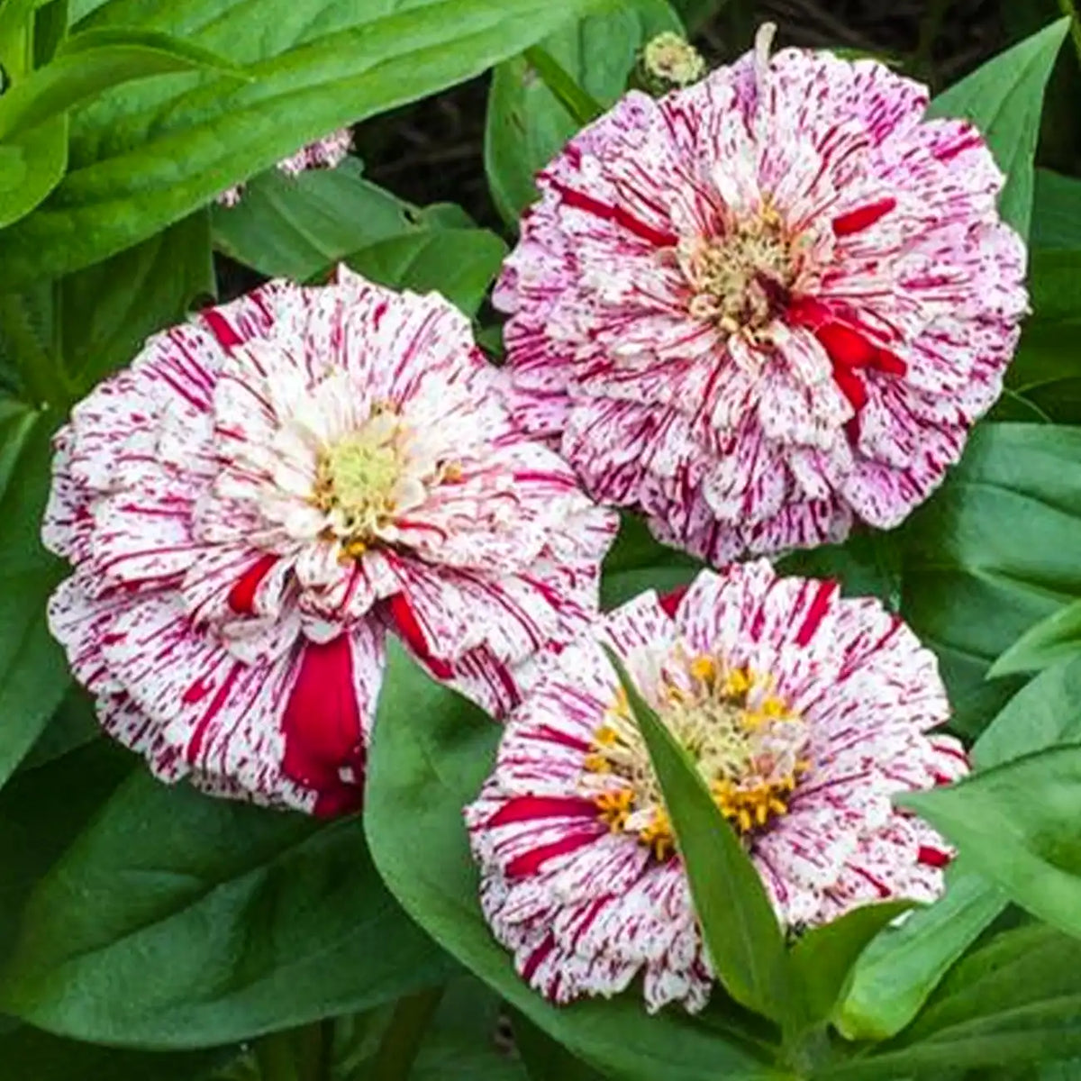 Mixed Zinnias Seeds - Picotee & Splashed