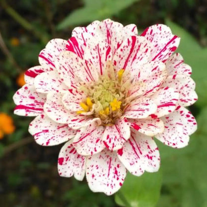 Mixed Zinnias Seeds - Picotee & Splashed
