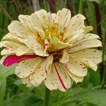 Mixed Zinnias Seeds - Candy Stripe & Golden Splash Blend