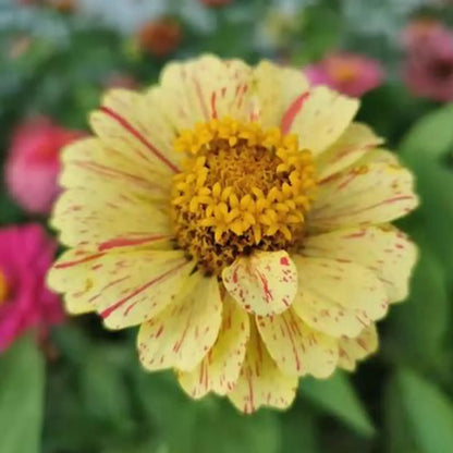 Mixed Zinnias Seeds - Candy Stripe & Golden Splash Blend