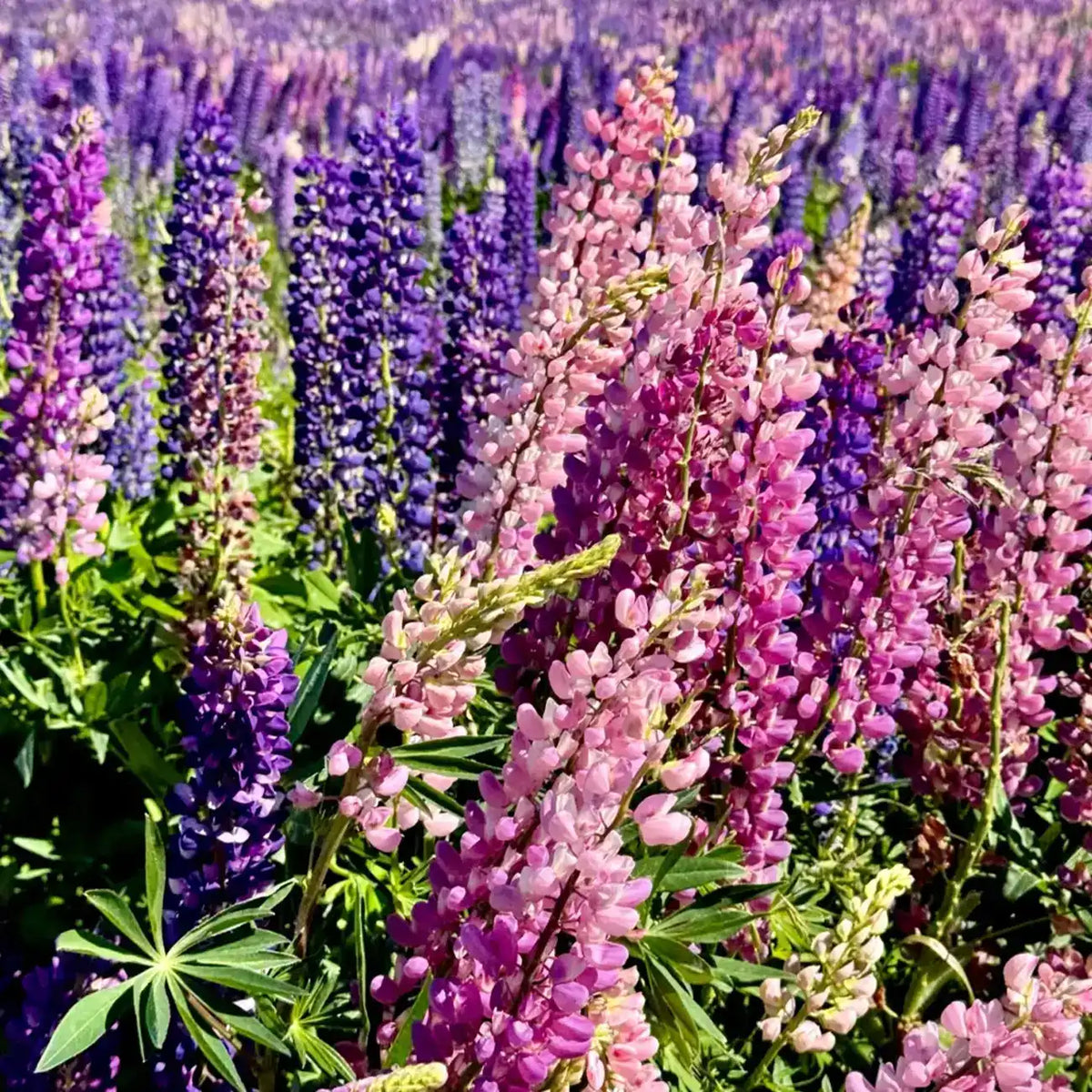 Mixed color Lupine Seeds