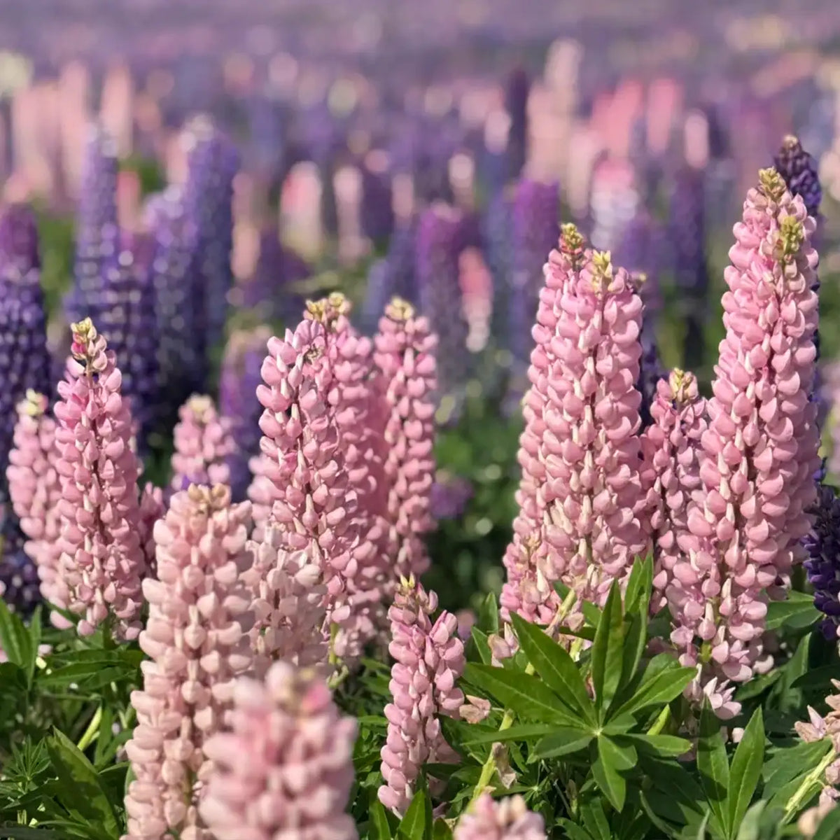 Mixed color Lupine Seeds
