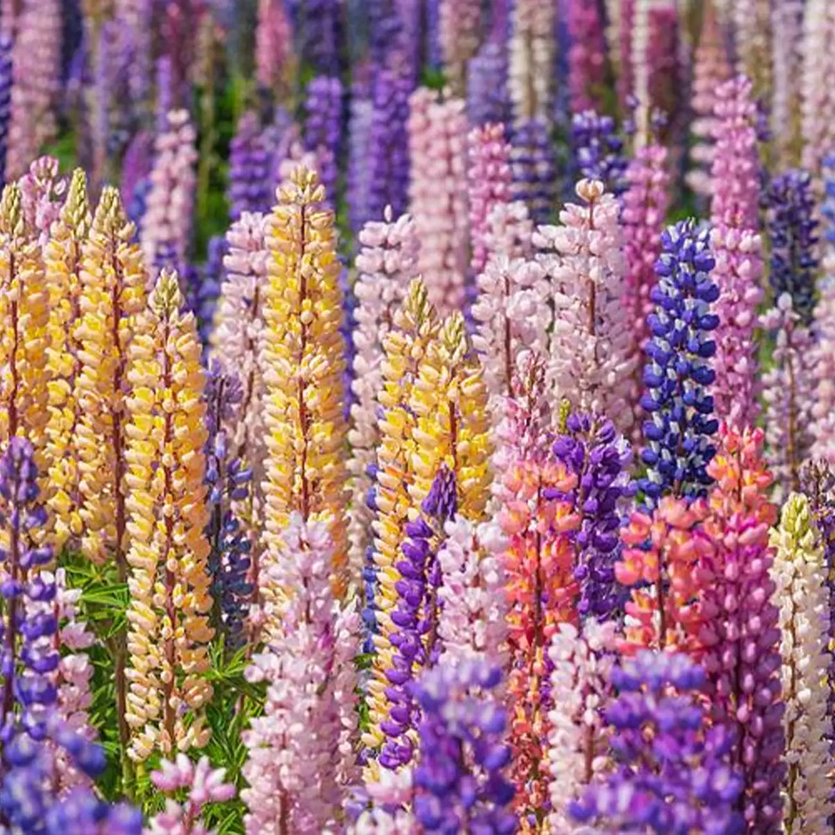 Mixed color Lupine Seeds