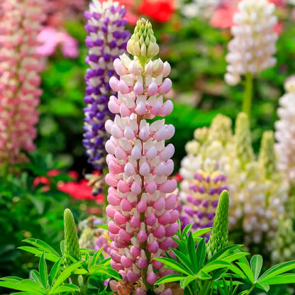 Mixed color Lupine Seeds