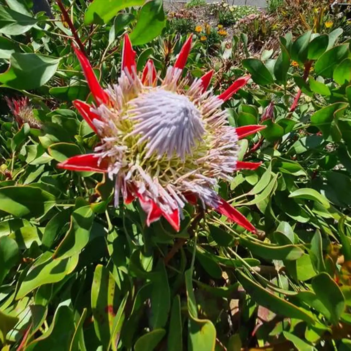 Monarch Butterfly Flowers Seeds