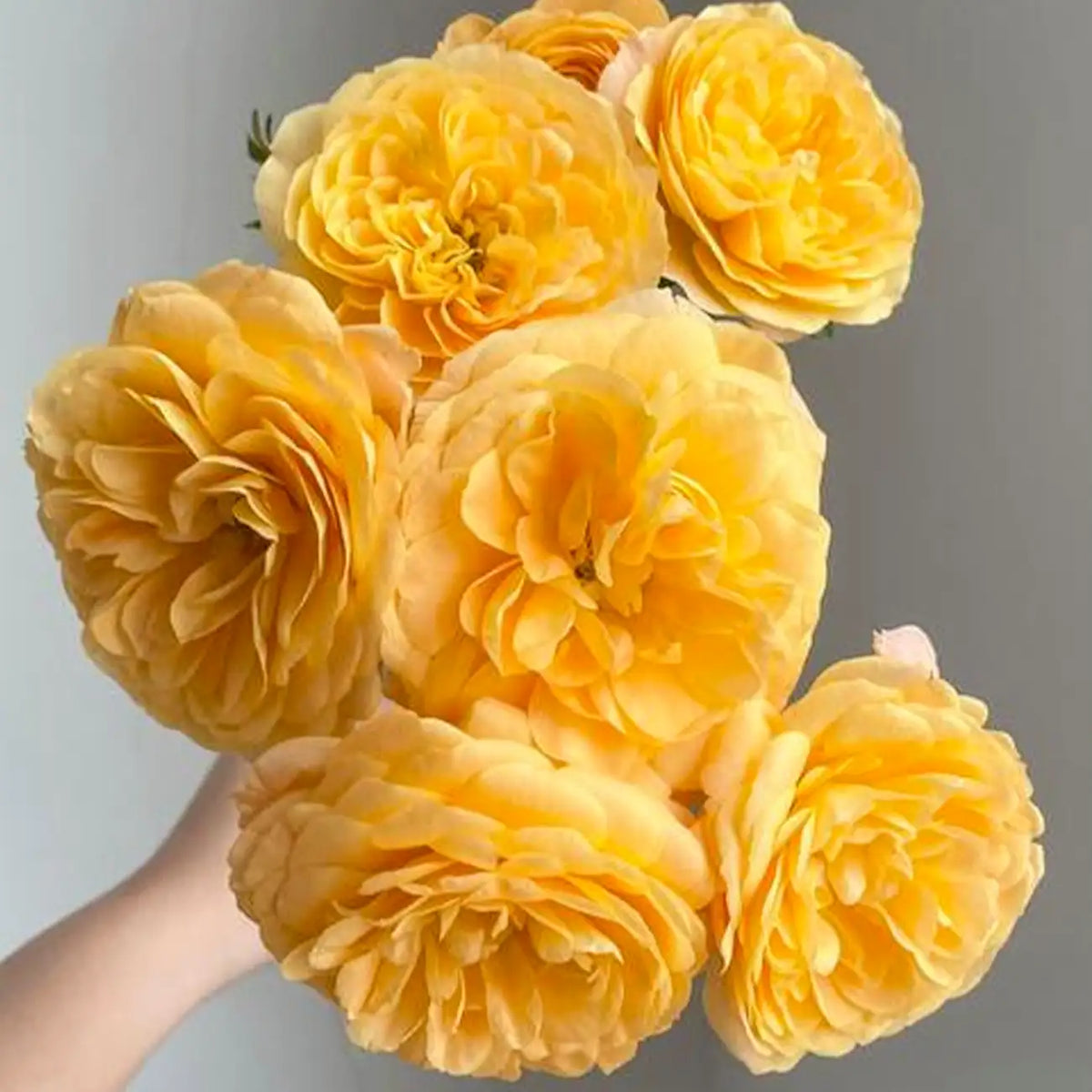 Moon Goddess Rose