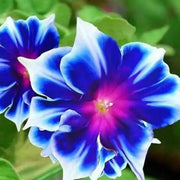 Morning Glory Seeds - Blue & White Star