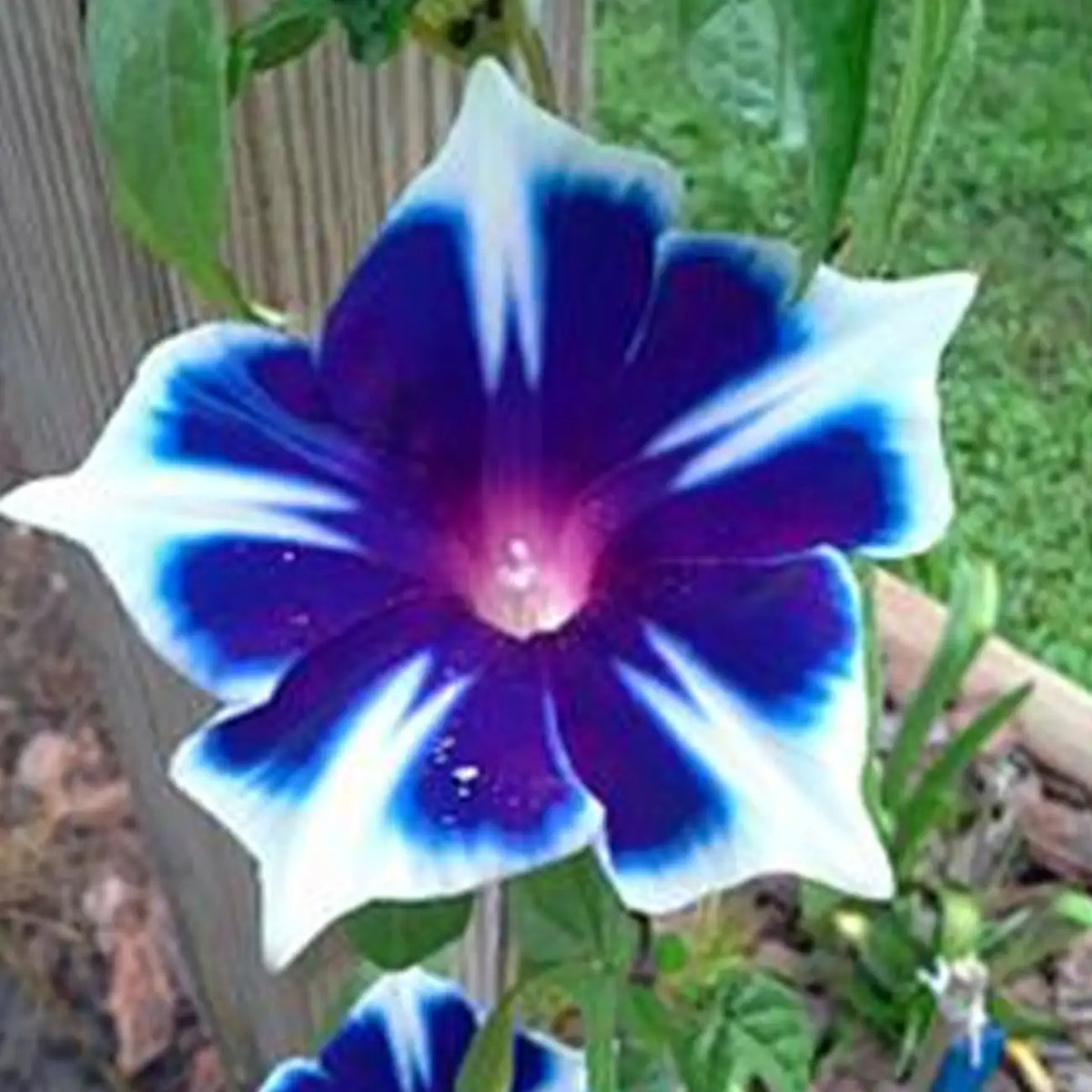 Morning Glory Seeds - Blue & White Star