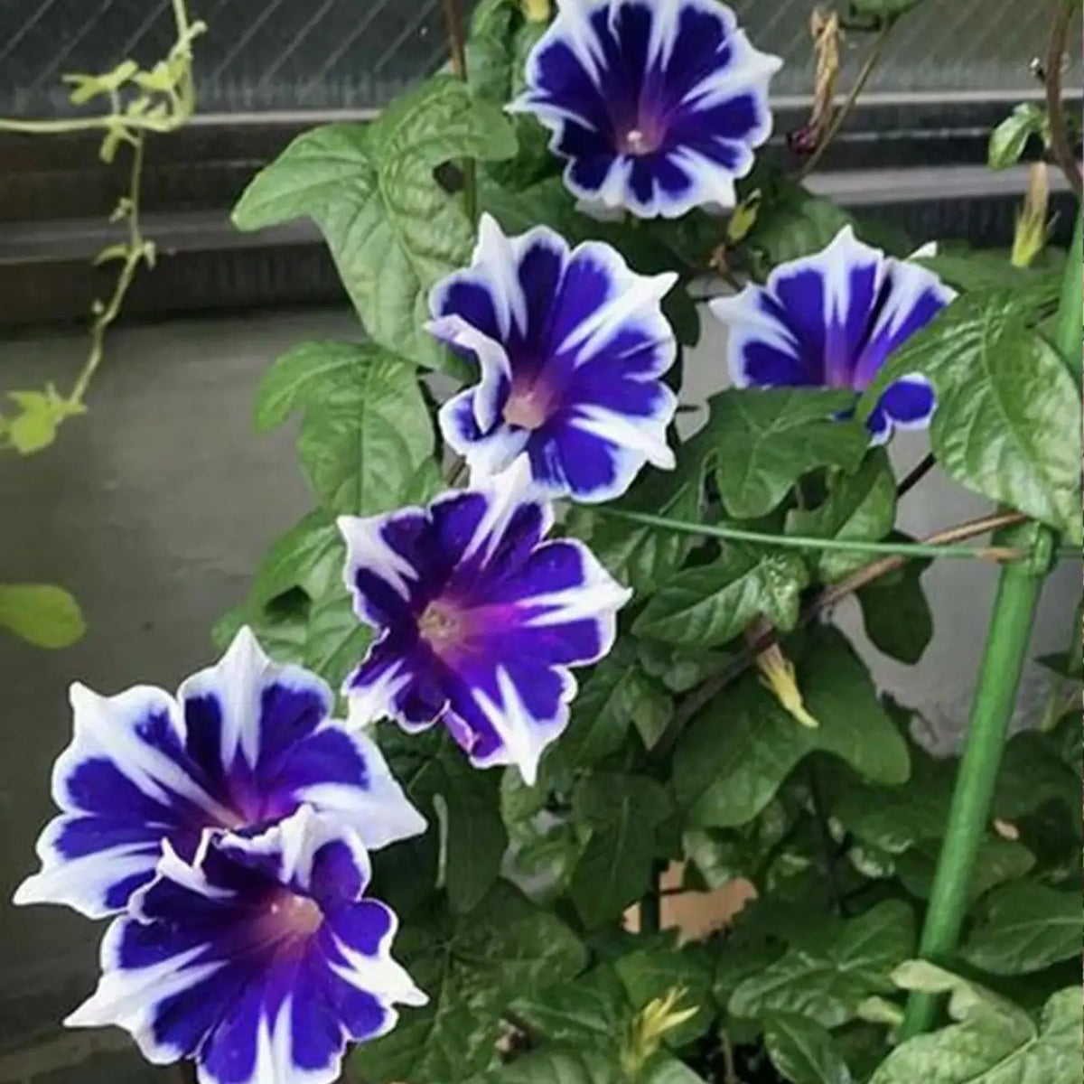 Morning Glory Seeds - Blue & White Star