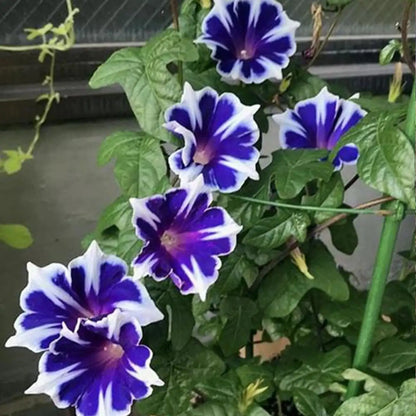 Morning Glory Seeds - Blue & White Star