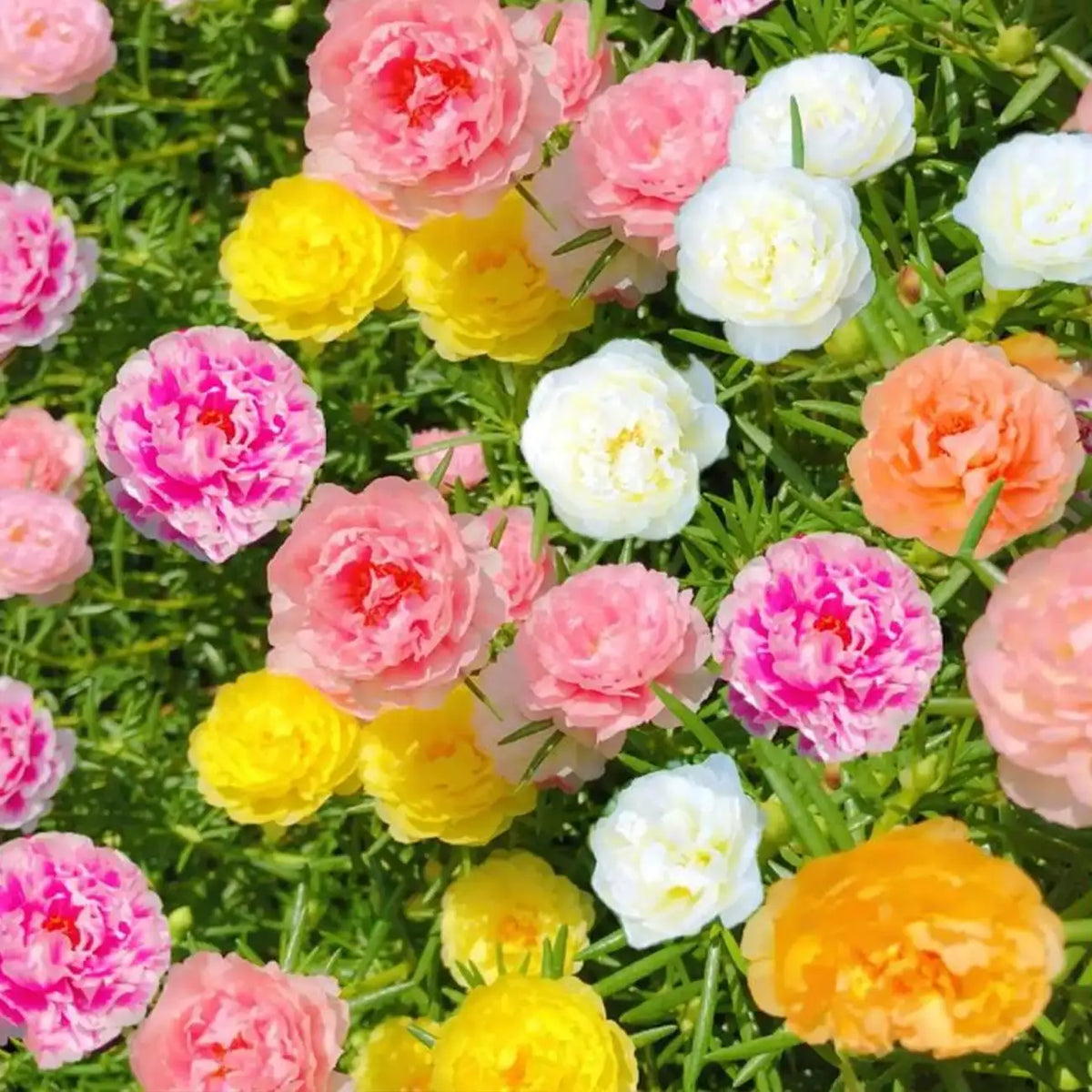 Moss Rose Seeds - Mix