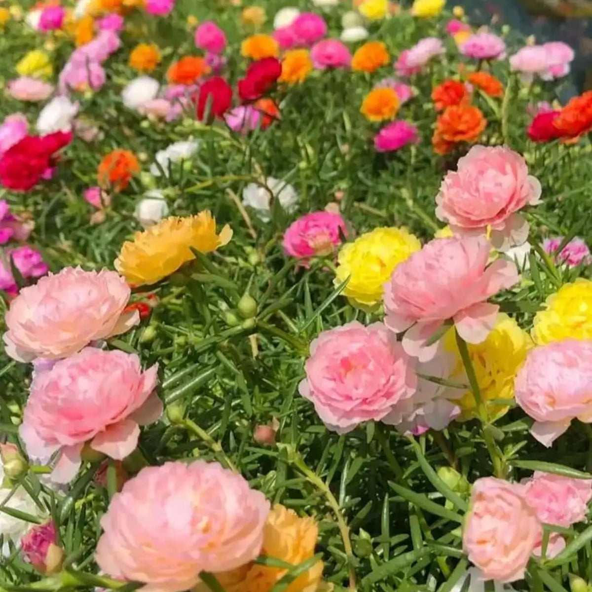 Moss Rose Seeds - Mix