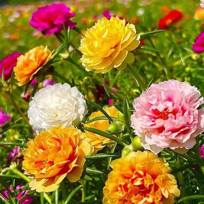 Moss Rose Seeds - Mix