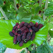 Mulberry Seeds