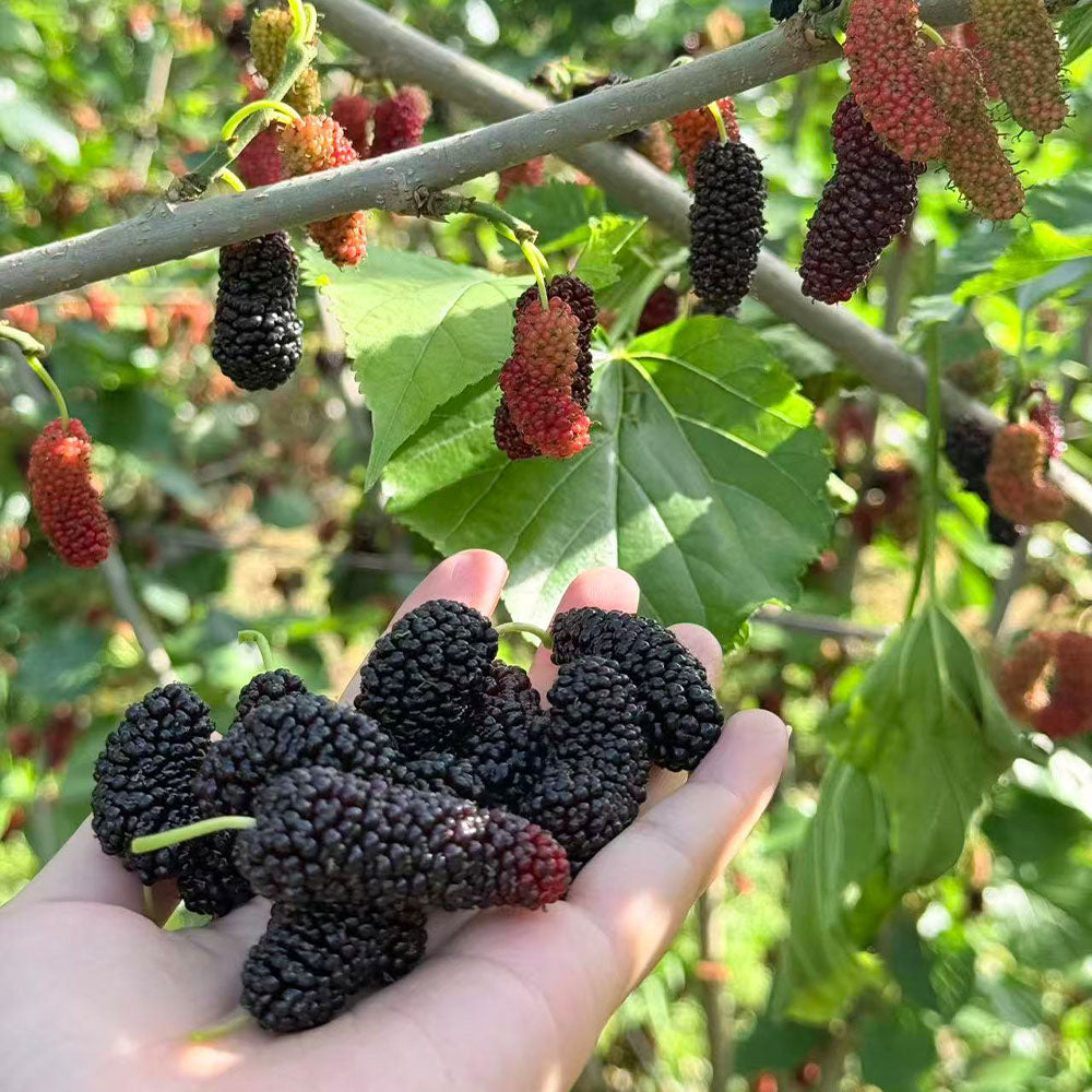 Mulberry Seeds