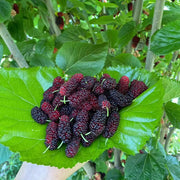 Mulberry Seeds