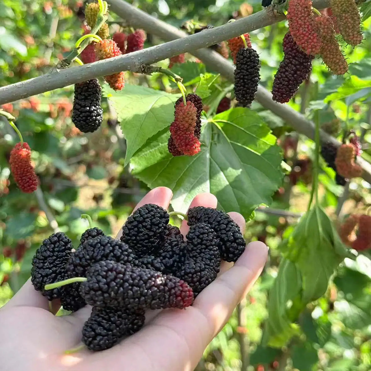 Mulberry Seeds