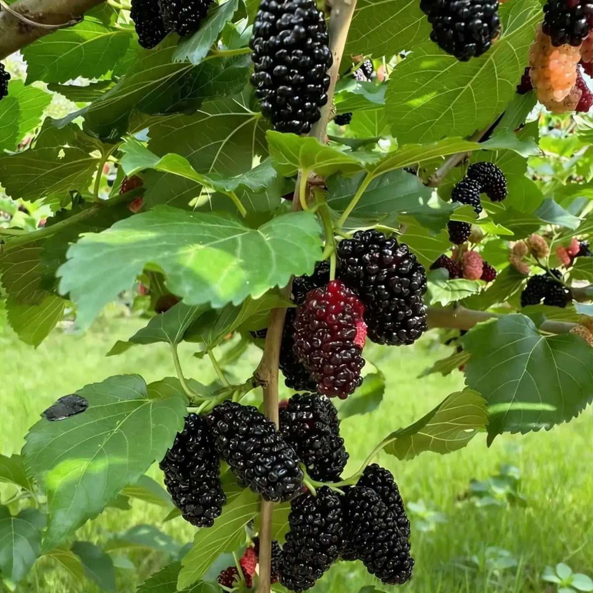 Mulberry Seeds