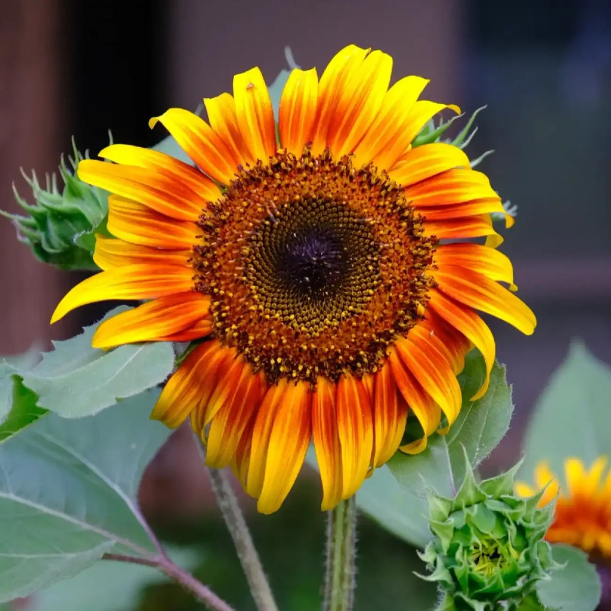 Multi-Color Sunflower 'Happy Fun' Seeds