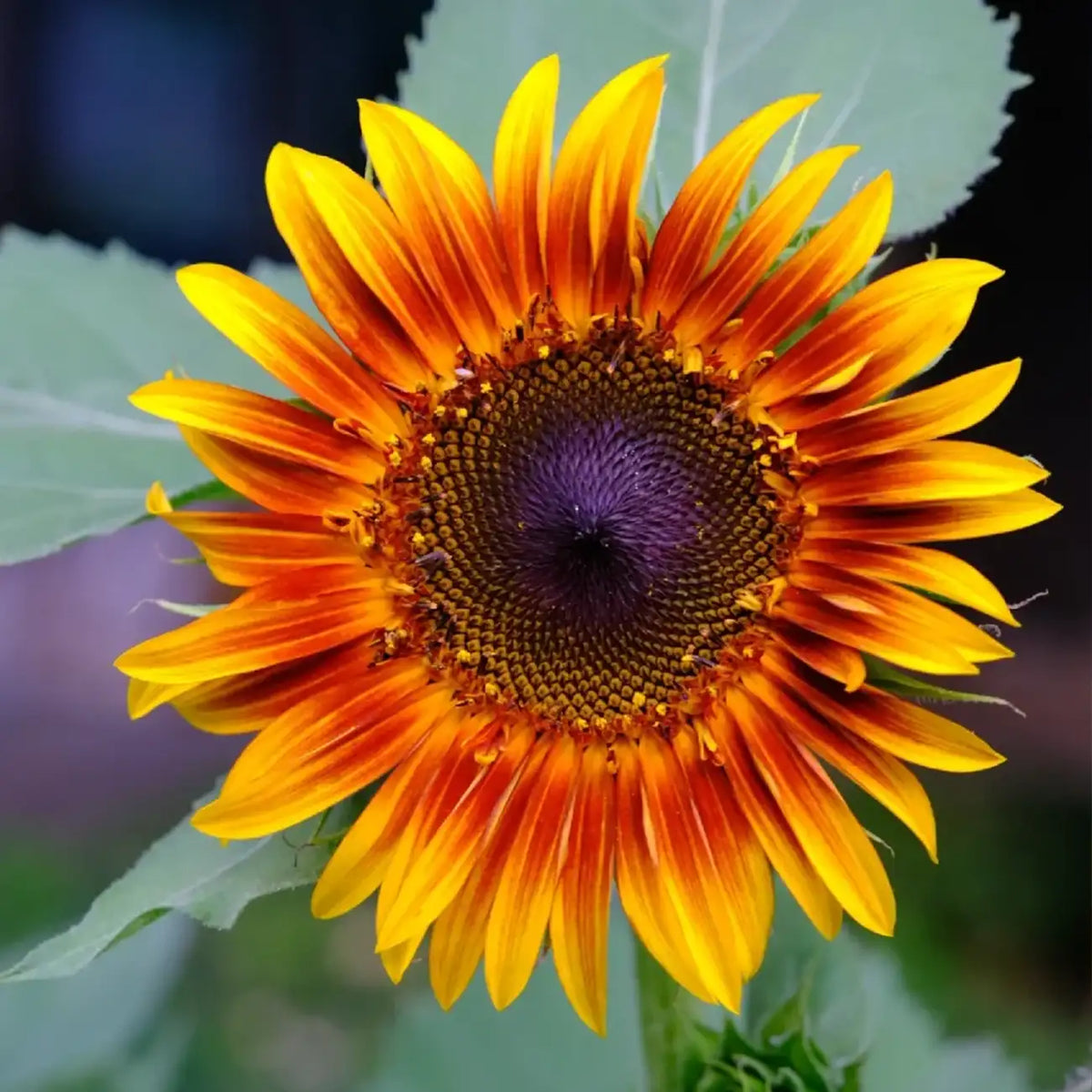 Multi-Color Sunflower 'Happy Fun' Seeds