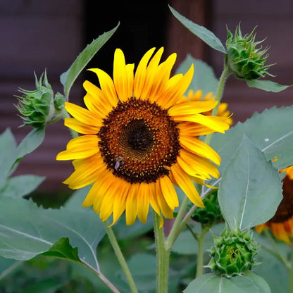 Multi-Color Sunflower 'Happy Fun' Seeds