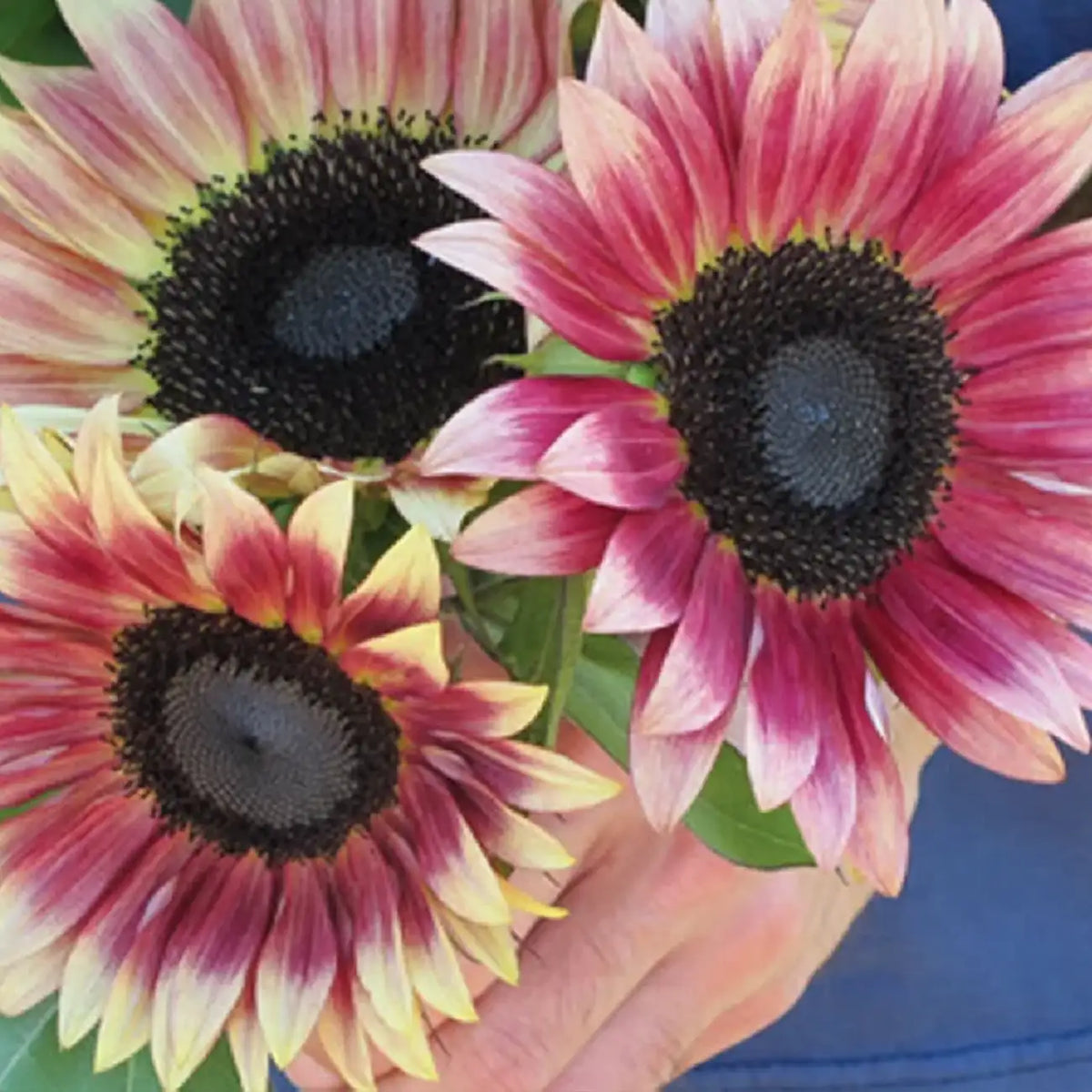Multi-Color Sunflower 'Rose Romance' Seeds