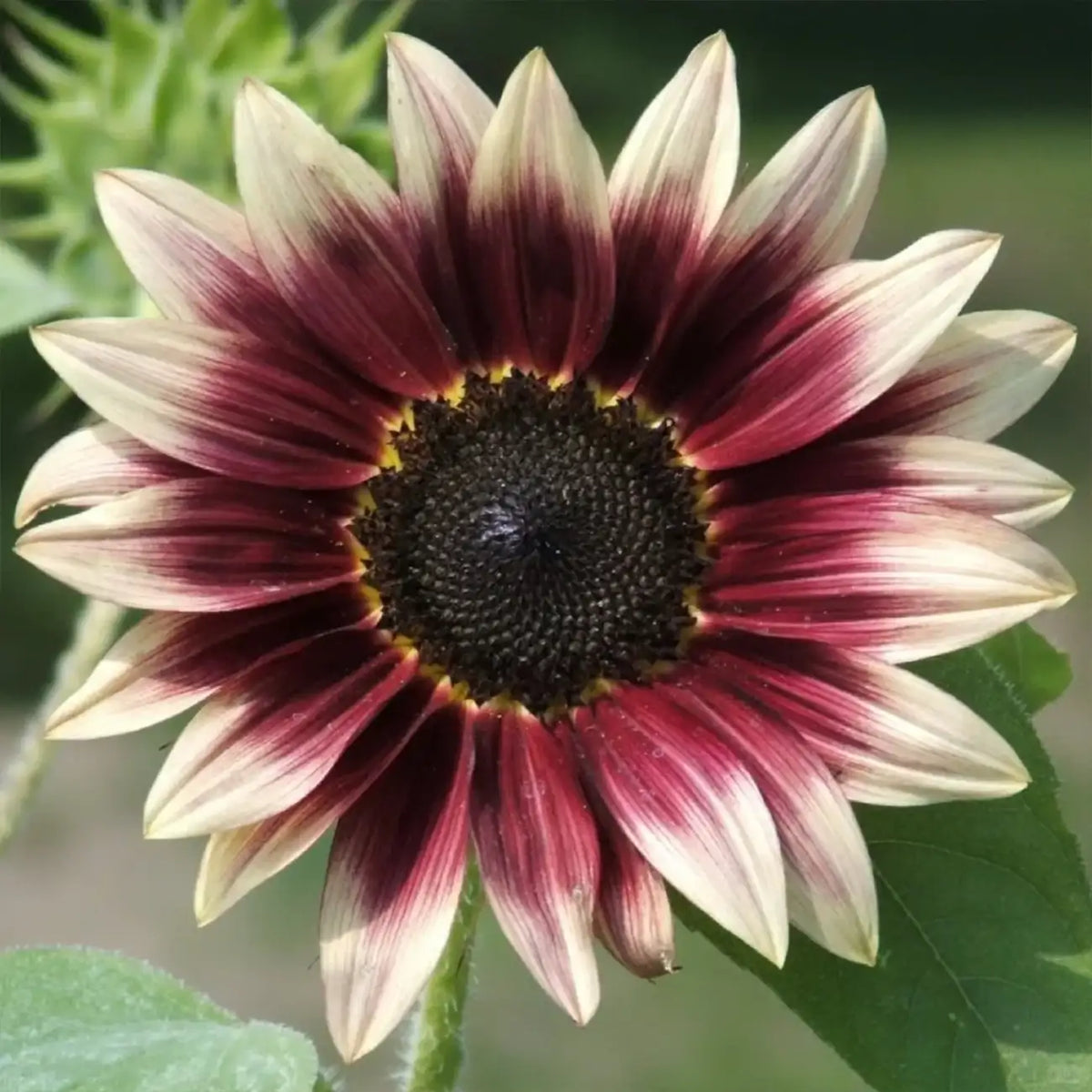 Multi-Color Sunflower 'Rose Romance' Seeds