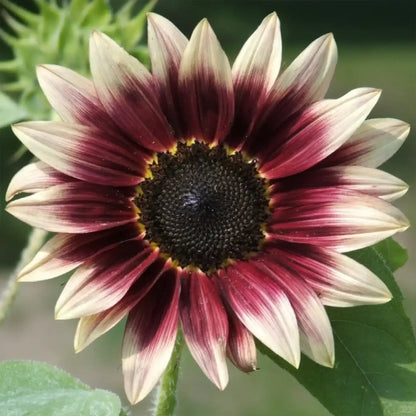 Multi-Color Sunflower 'Rose Romance' Seeds
