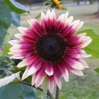 Multi-Color Sunflower 'Rose Romance' Seeds