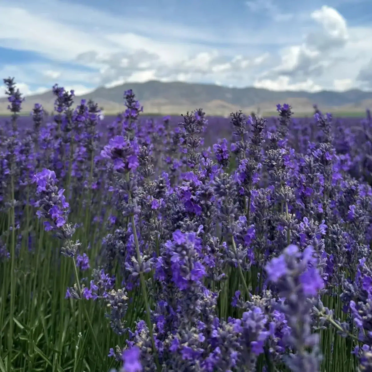 Munstead Lavender Heirloom Seeds