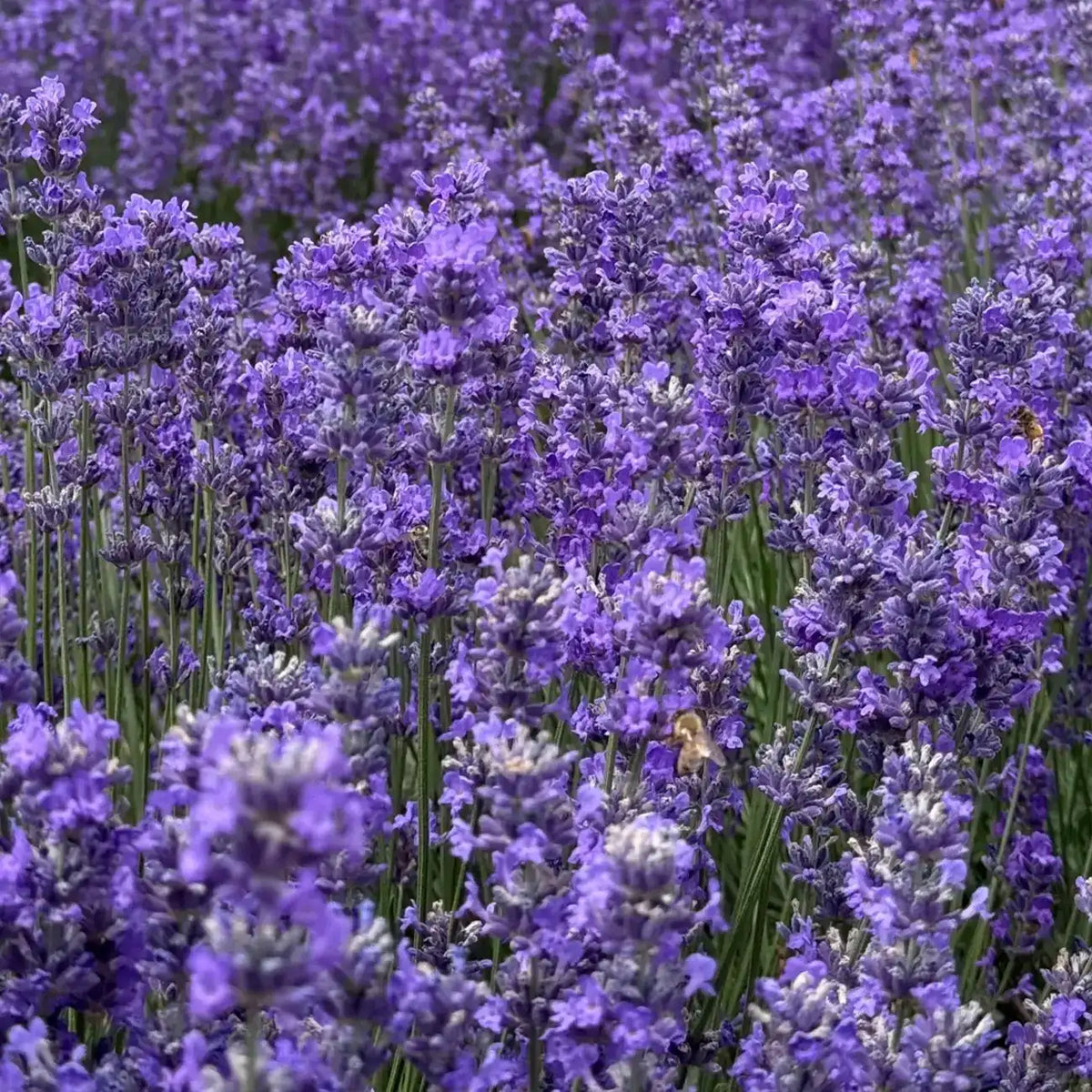Munstead Lavender Heirloom Seeds