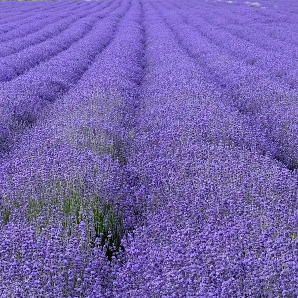 Munstead Lavender Heirloom Seeds