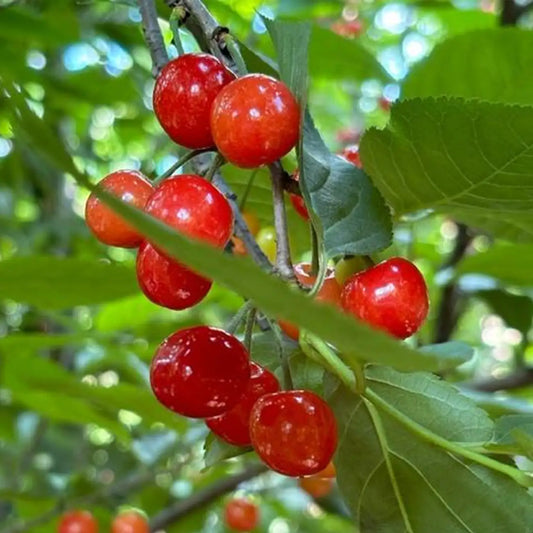 Nanking Cherry Seeds
