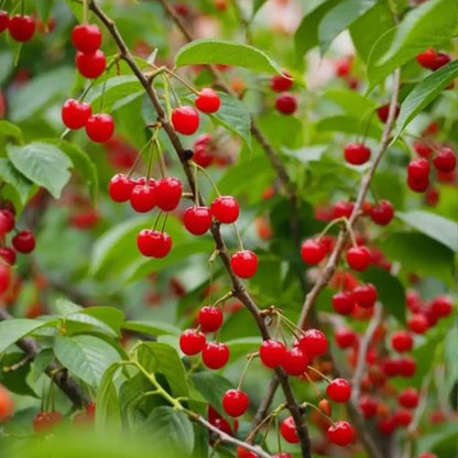 Nanking Cherry Seeds