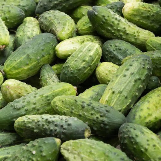National Pickling Cucumber Seeds