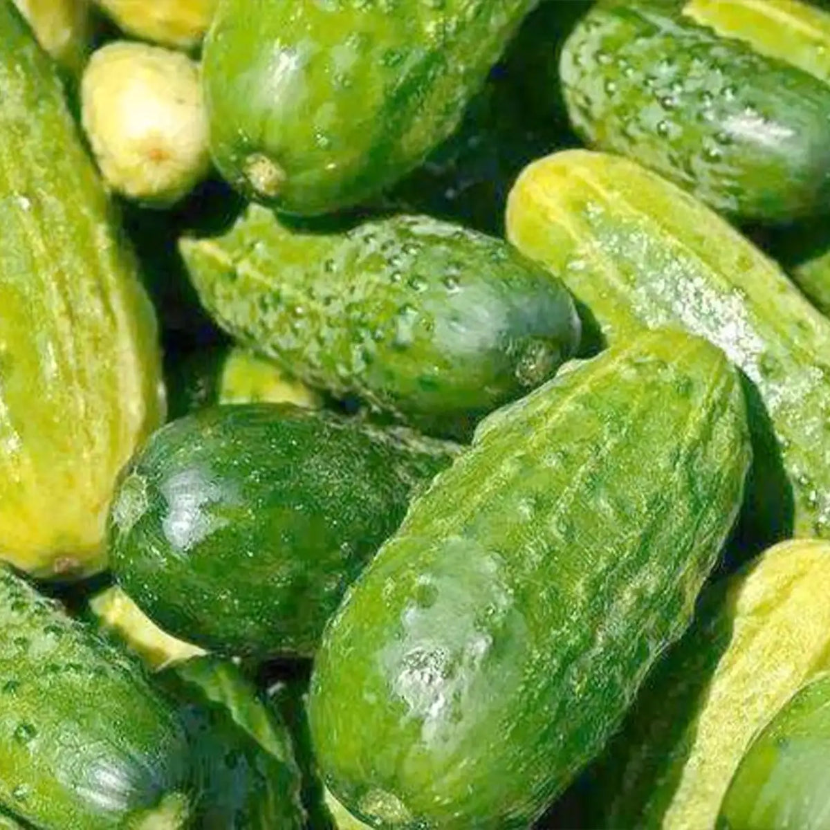 National Pickling Cucumber Seeds