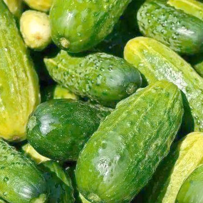 National Pickling Cucumber Seeds